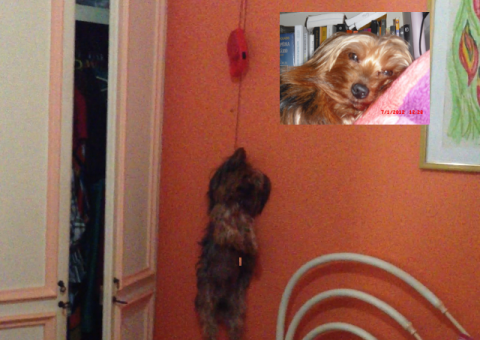 Juíza intima IML a apresentar exame do corpo de cachorro estrangulado pelo namorado de Jimmy Robert